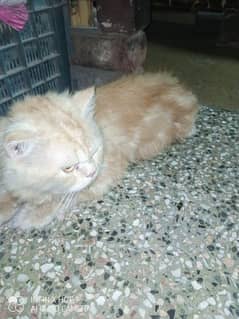 male cat available. 1yr4month age friendly nature 0