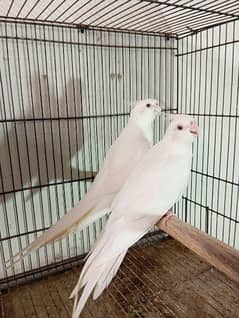 cocktail eno red eyes breeder pair cockatiel cockatail 0