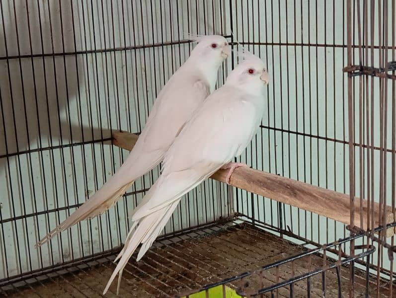 cocktail eno red eyes breeder pair cockatiel cockatail 1