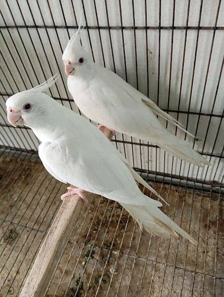 cocktail eno red eyes breeder pair cockatiel cockatail 5