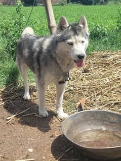 Female husky