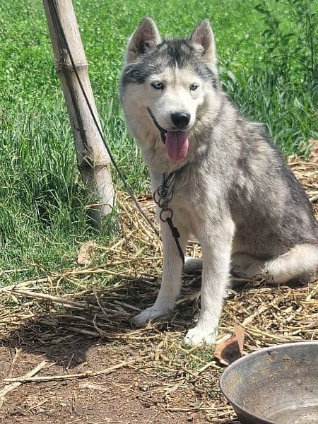 Female husky 1