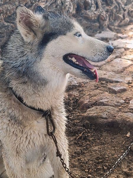 Female husky 3