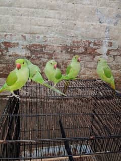 green parrot