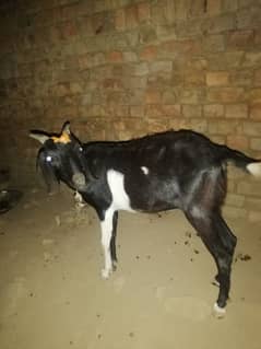 tadi bakri for sell only 25hzr