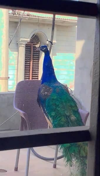 Beautiful peacock male 0