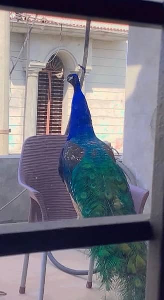 Beautiful peacock male 1