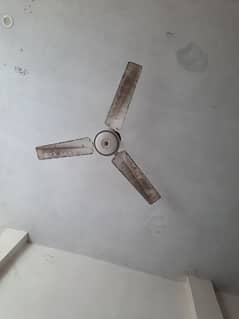 celling fans