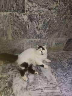 persian cat male  price 5500