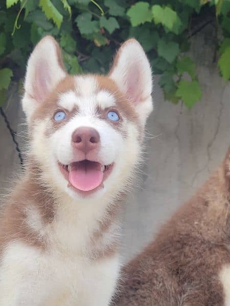 Siberian Husky Cramel 0