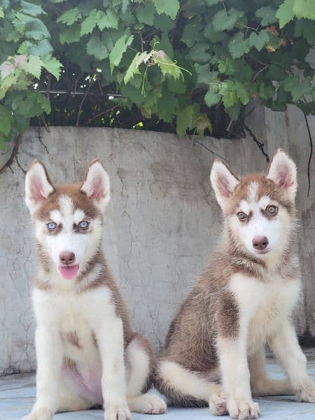 Siberian Husky Cramel 1