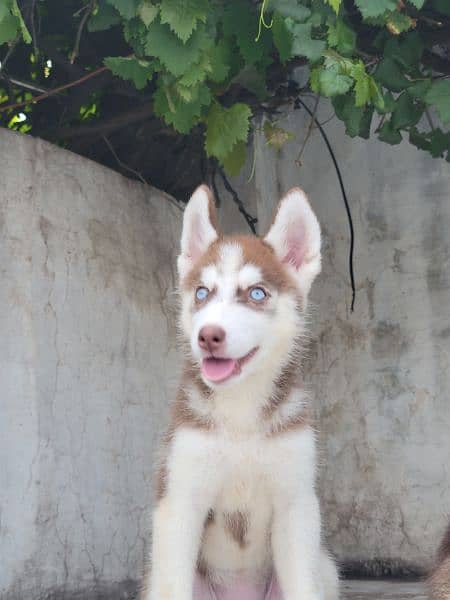 Siberian Husky Cramel 3