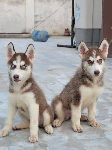 Siberian Husky Cramel 4