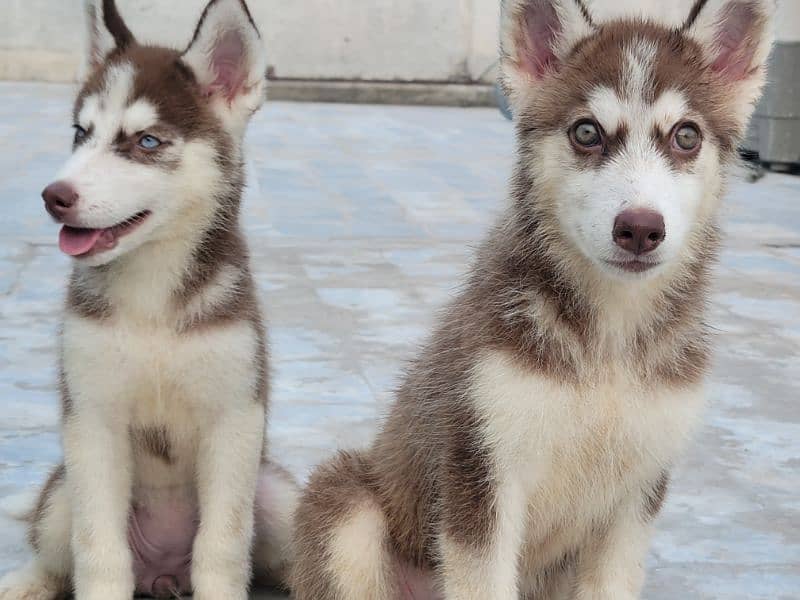 Siberian Husky Cramel 5