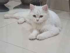 Triple coated white persian cat