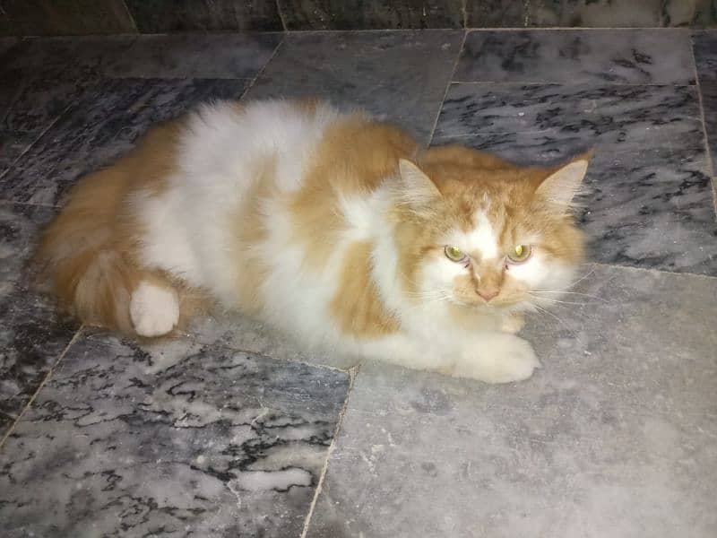 triple coated pure persian cat male price 5500 0