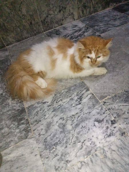 triple coated pure persian cat male price 5500 1