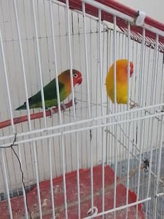 love bird for sale