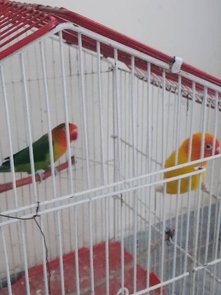 love bird for sale 2