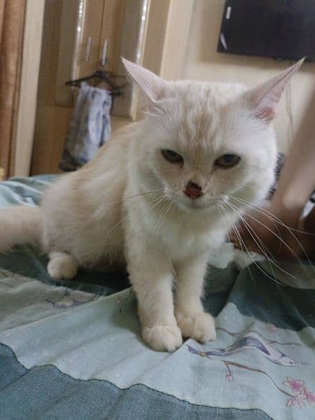 White Persian Cat 1