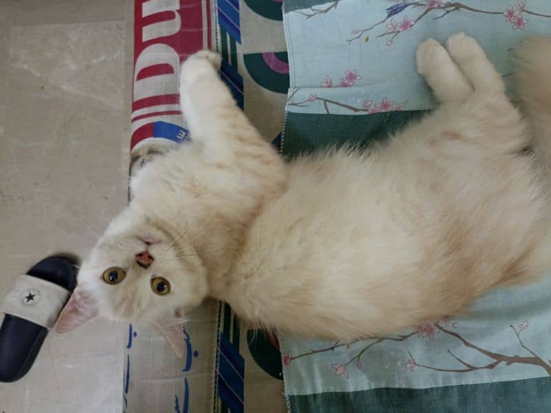 White Persian Cat 2