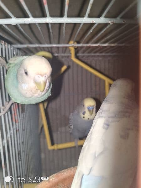 Australian parrots for sale each 700 1300 pair 0