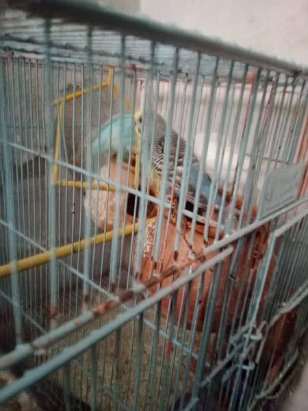 Australian parrots for sale each 700 1300 pair 3