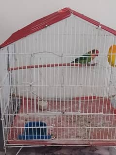 love bird pair for sale