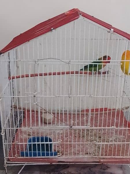 love bird pair for sale 0