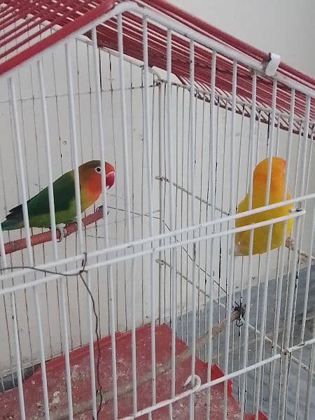 love bird pair for sale 2