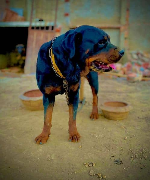 Rottweiler Female For Sale Urgent 0