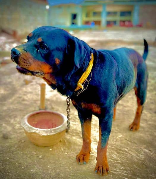 Rottweiler Female For Sale Urgent 1