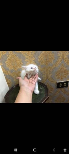 Persian kitten female