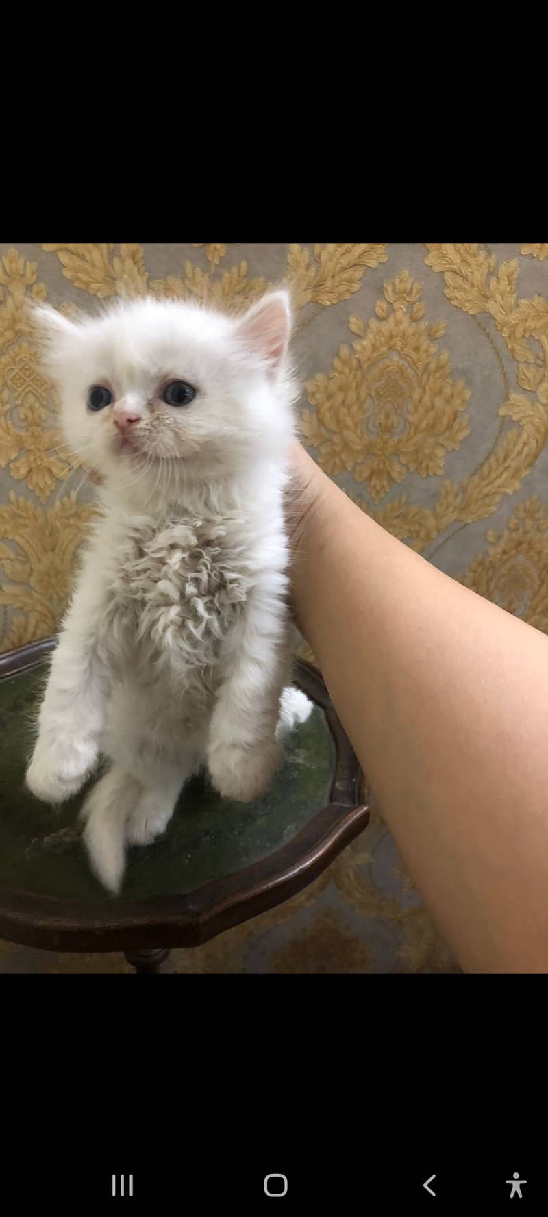 Persian kitten female 1