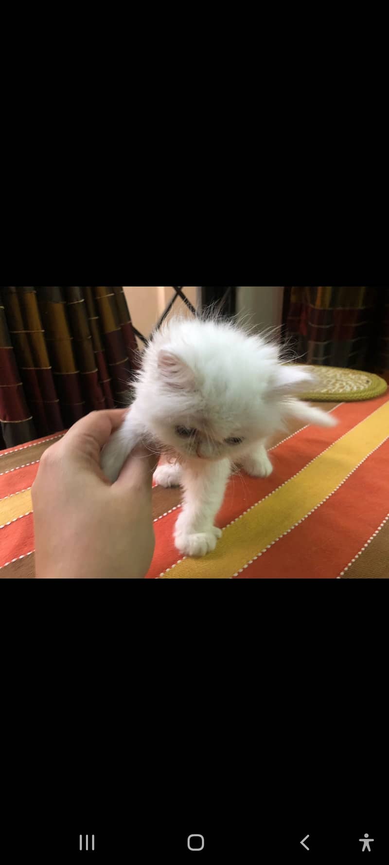 Persian kitten female 4