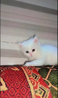 Persian Cat