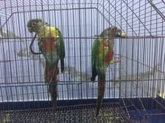 Yellow Sided Conure Breeding Pair with DNA Papers