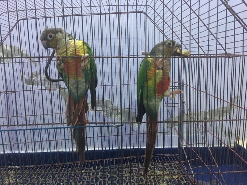 Yellow Sided Conure Breeding Pair with DNA Papers 0