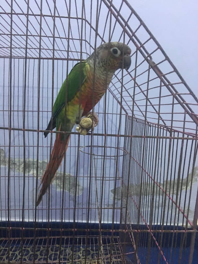 Yellow Sided Conure Breeding Pair with DNA Papers 1