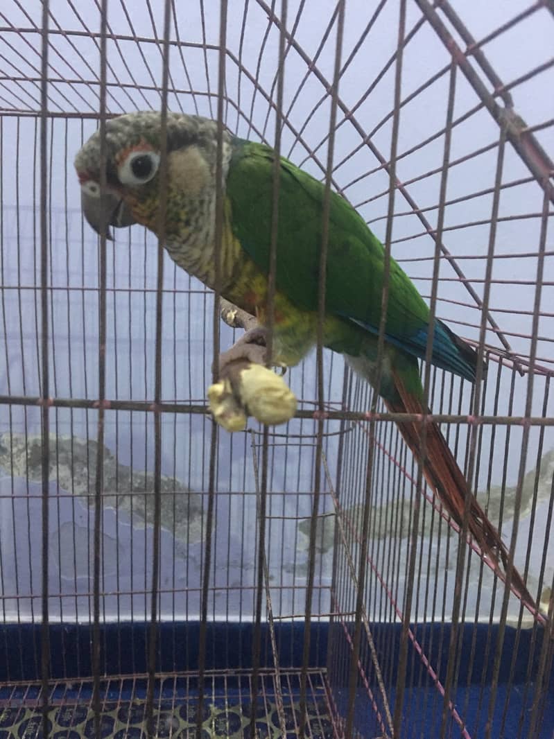 Yellow Sided Conure Breeding Pair with DNA Papers 2