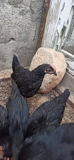 black Australorp Chicks