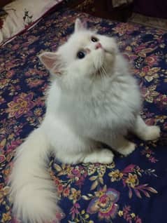 Beautiful Persian breeds male and female for sale