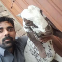 BAKRA FOR SALE 6MONTH AGE