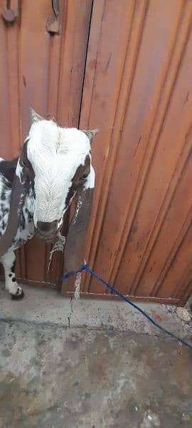 BAKRA FOR SALE 6MONTH AGE 3