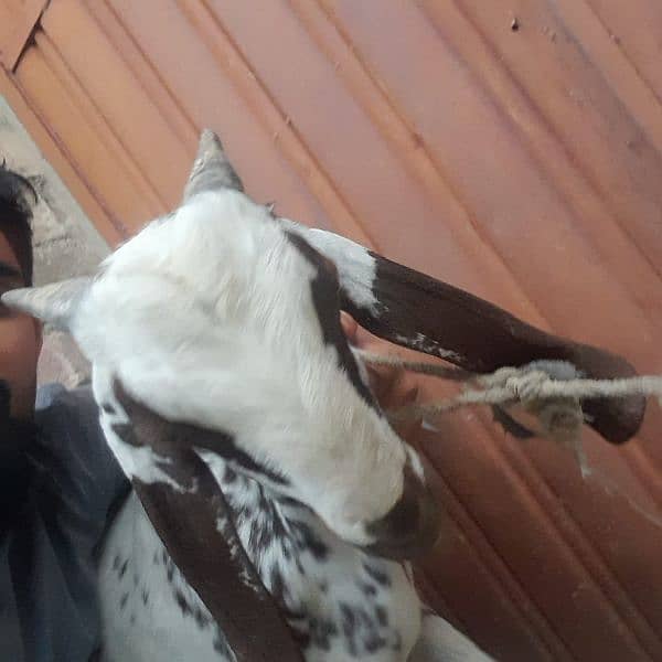 BAKRA FOR SALE 6MONTH AGE 7