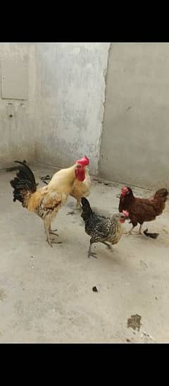 1 male and 3 female hens