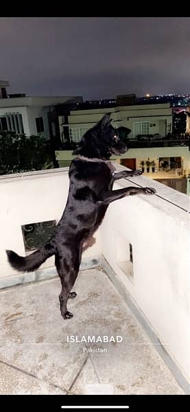 black belgian shepherd for sale 6