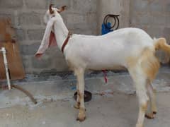 Gulabi Bakri