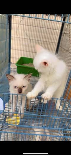 Persian Himalayan cute kitten pair for sale