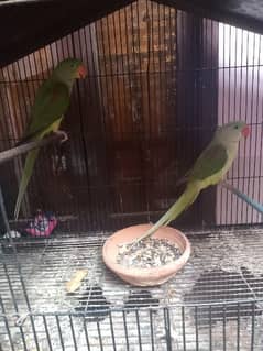 raw parrot male and female without tren no bite